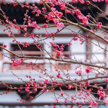 长沙的梅花，美上了央视！