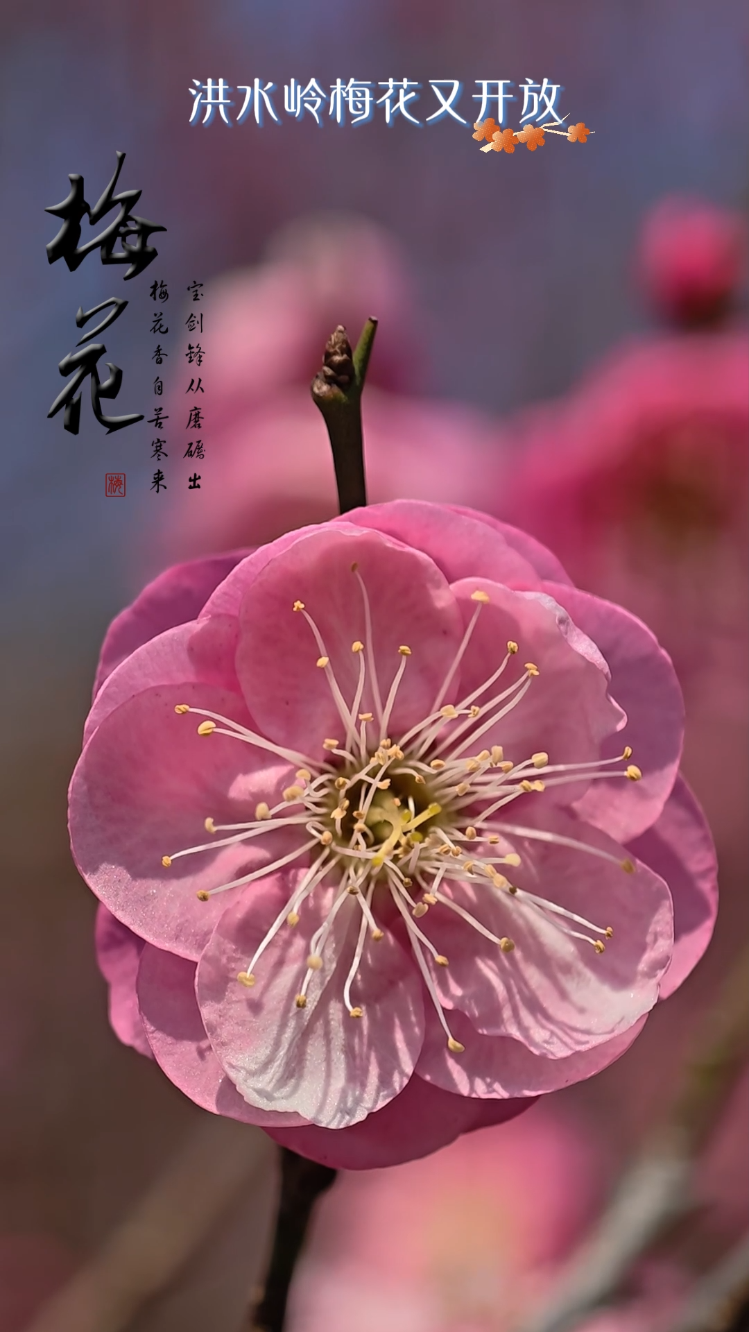 视频|涟源洪水岭梅花盛开引客来‌