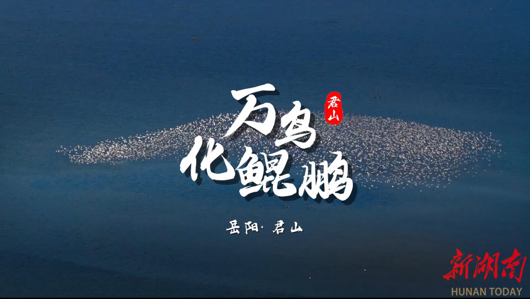 万千候鸟集结，东洞庭湖采桑湖水域现“鸟浪”奇观