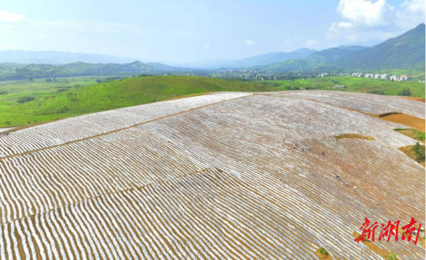 山上种柿子，树下长药材——常宁市白沙镇在青山间“套”出乡村致富路