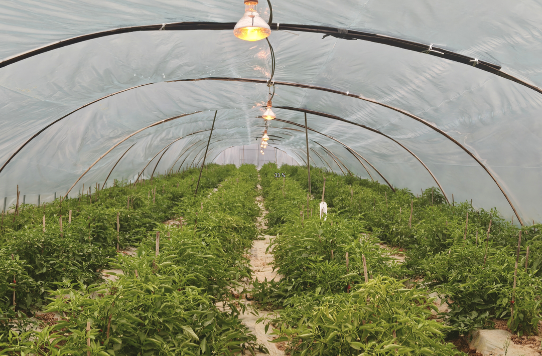 大寒里的农业“暖防线”！岳阳全力应对低温雨雪冰冻天气保农业生产