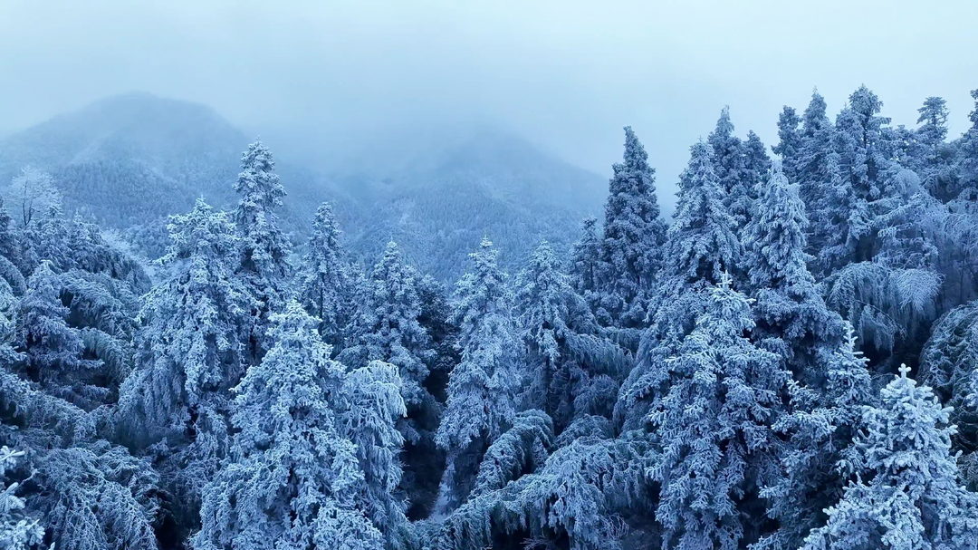 视频|银装素裹紫鹊界！千年梯田披上雪白新装