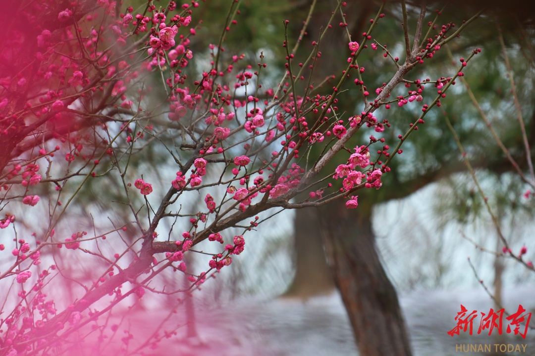 香魂独倚未消冰