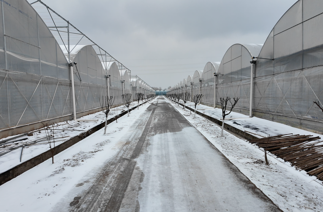 君山区蔬菜科技园：燃起70处“暖心火” 守牢群众“菜篮子”