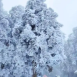 新诗｜每一片雪花  都揣着春天的种子