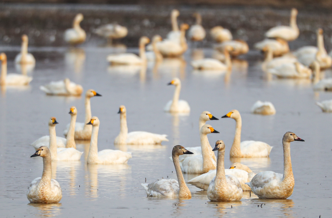 扑入眼眸的精灵