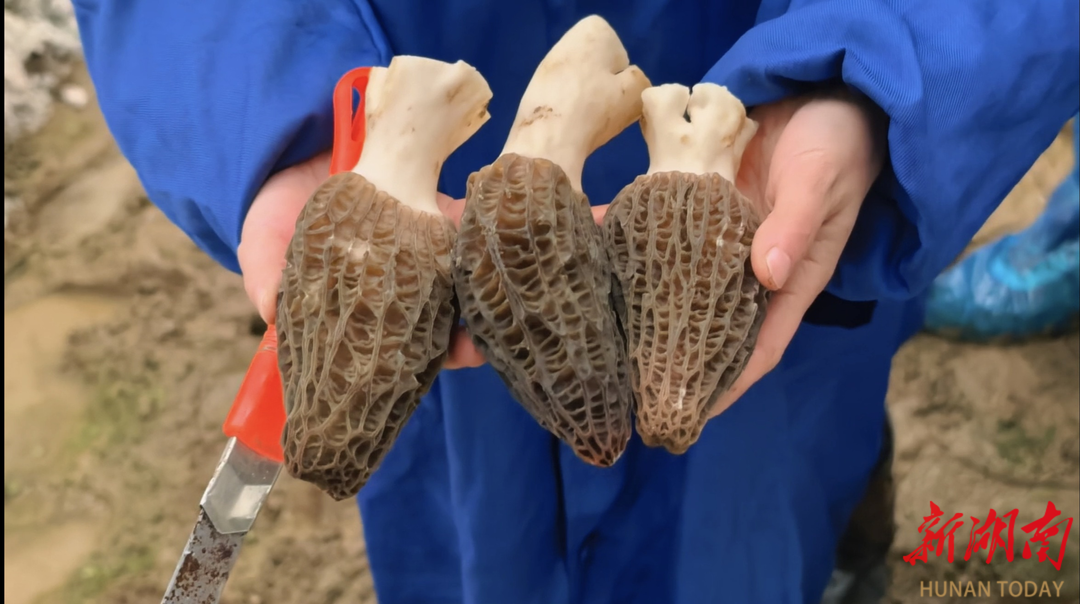 闲置大棚“逆袭”记：一年闲11个月，如今四季生金，相关农户年增收入1.2万元！