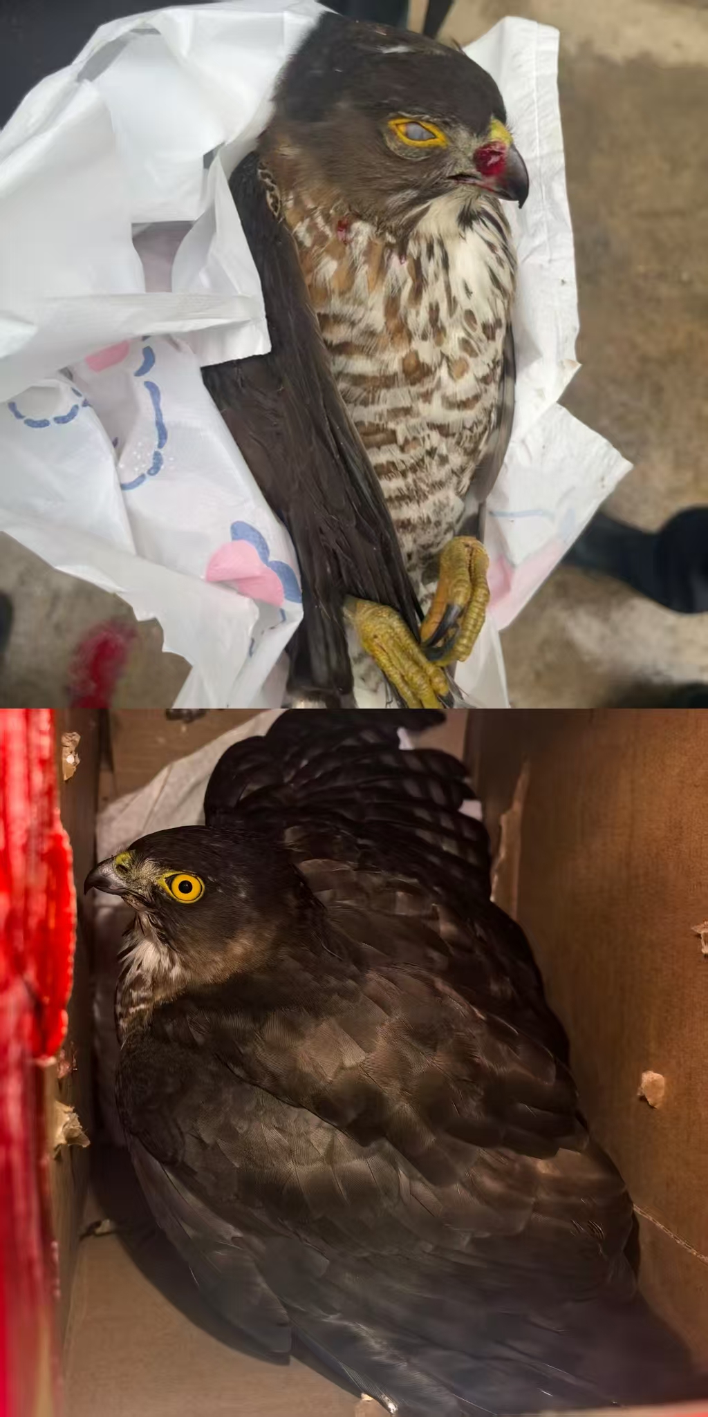 警民携手护生灵！平江县三墩乡“林长+警长”机制为野生动物撑起“保护伞”