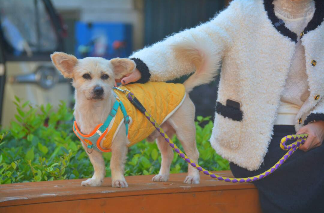 各地相关部门推进文明养宠新规定落地实施