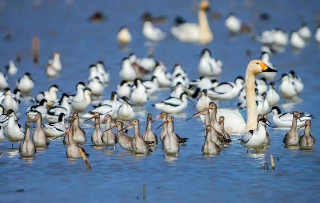 温馨提示：屈原管理区不只有东古湖，还有更多美丽等您来拍！