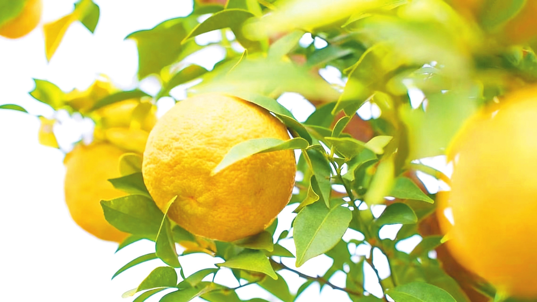 从酸涩难吃到“亿元产值”！岳阳香柚产业链价值跃升纪实