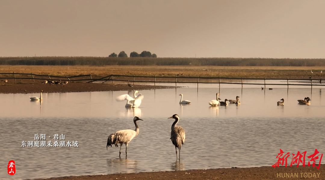 灰鹤，东洞庭湖采桑湖水域最守时的冬客
