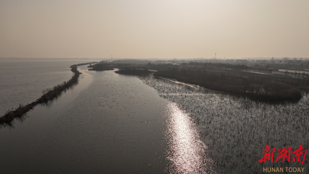 生态绘就栖鸟图 安乡珊珀湖观鸟正当时