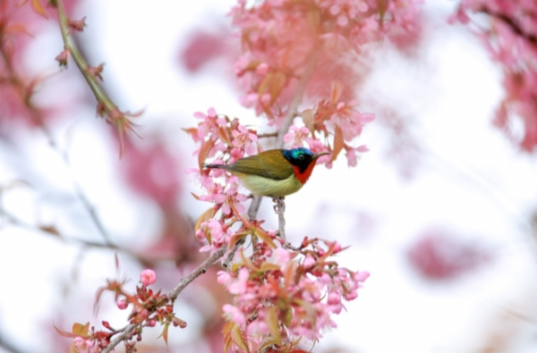 鸟语花香@湖南日报图片新闻