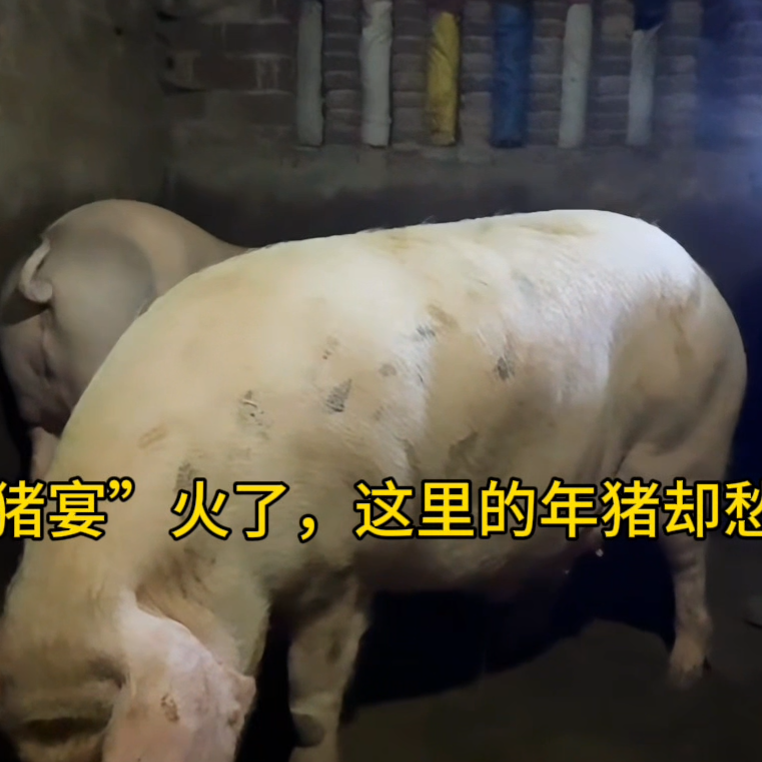 视频|愁销路的年猪，被娄底爱心企业“盘下来”了！