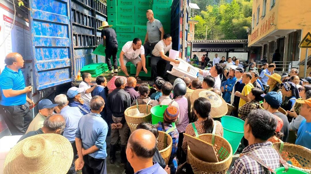 这个乡把白菜种成“金”~