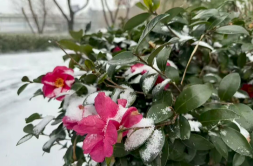 最低0℃！“冰雪天”正在赶往岳阳的路上！