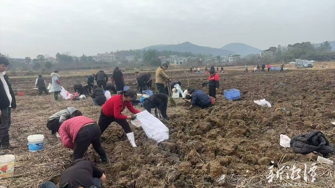 湘乡市驻村工作队巧破马蹄销售困局