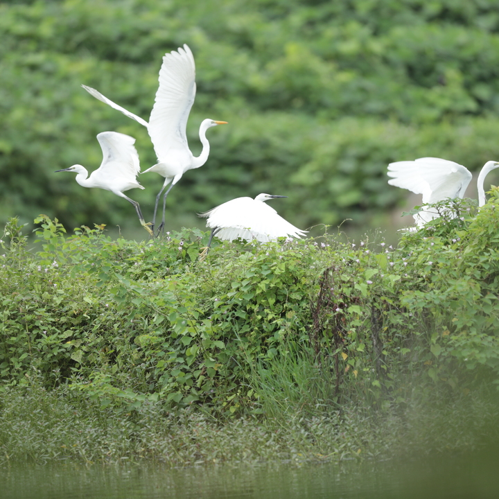湘乡：鸟鸣阵阵 尽显生态和谐之美