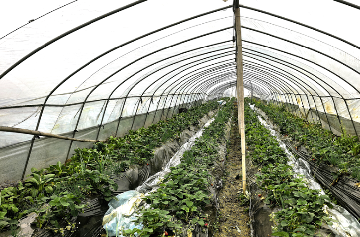 沁甜滴！快来湘潭县分水村解锁冬季小“莓”好