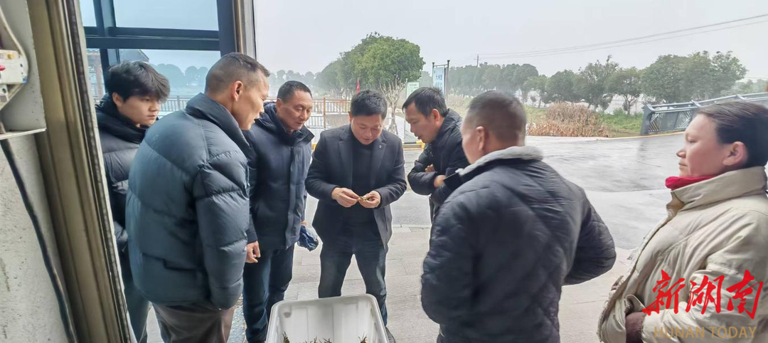 @大通湖大闸蟹深度爱好者，首批1830公斤优质蟹苗已下池！