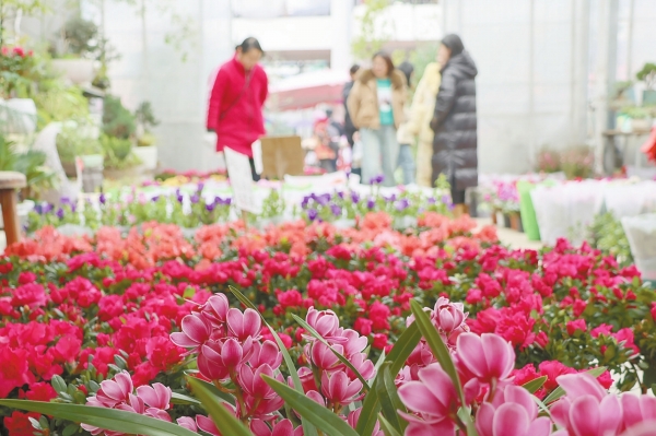 花卉市场采购热@湖南日报图片新闻