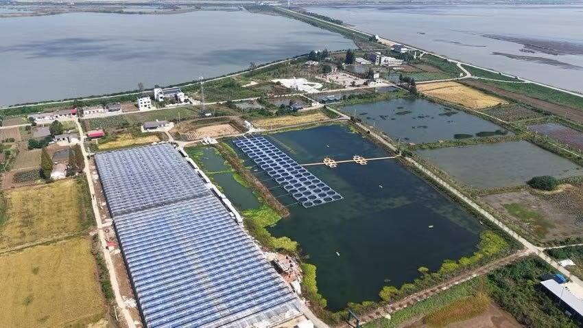 “稻虾共作”绘乡村振兴新图景！湖南银行岳阳分行深耕绿色金融