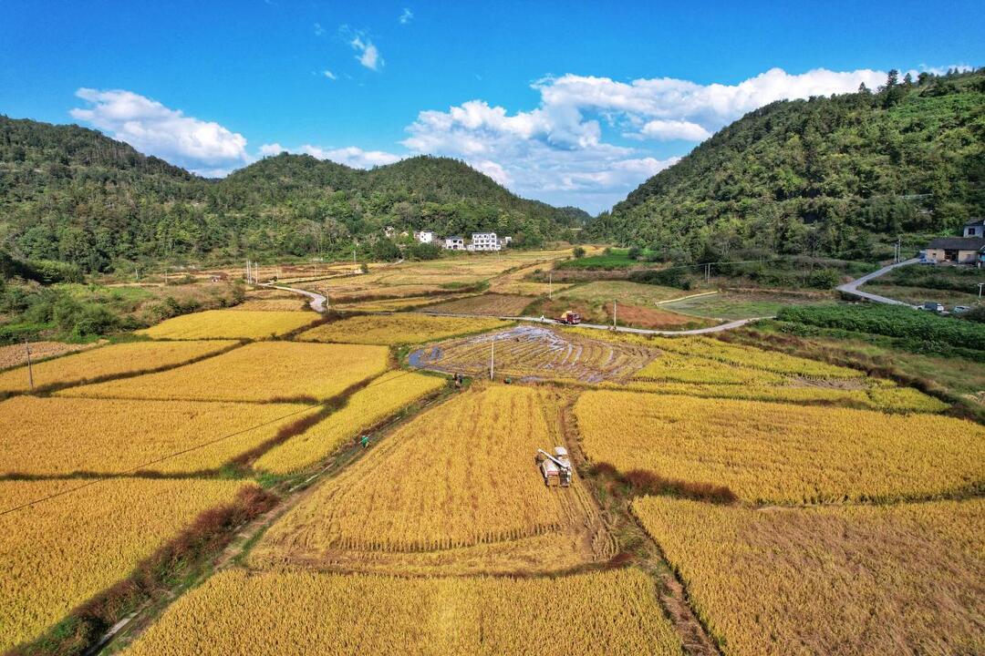 从深山到云端！这里的高山米搭上电商快车