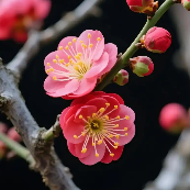 散文｜街角数棵梅