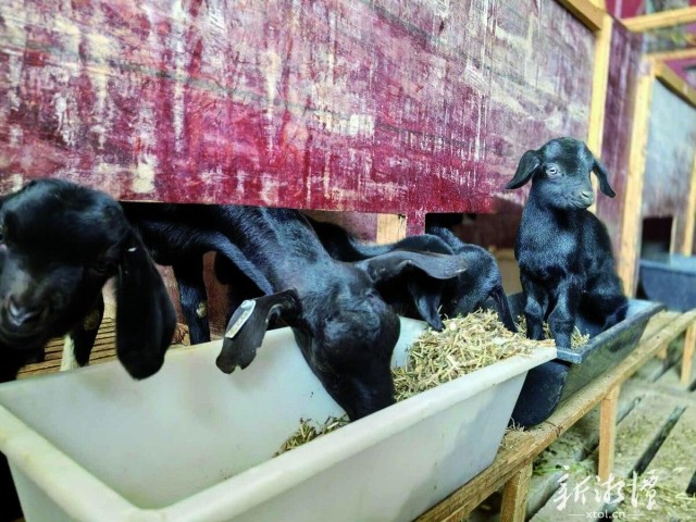 湘乡市村企联建培育“石羊”产业助增收