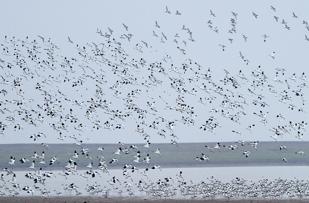 2月2日，相约岳阳！湖南省第30个世界湿地日活动启动
