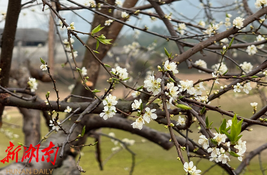 江永：李花竞放枝头 铺就产业致富路