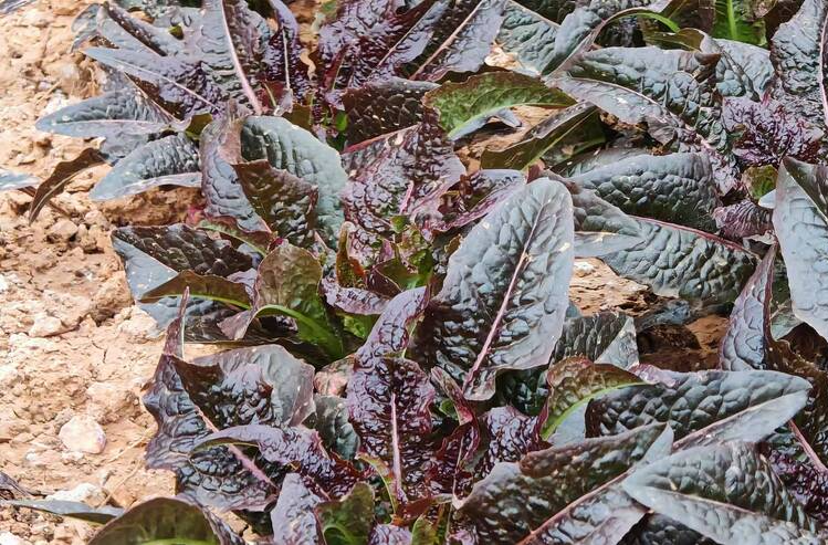 散文｜坡顶上的莴笋地