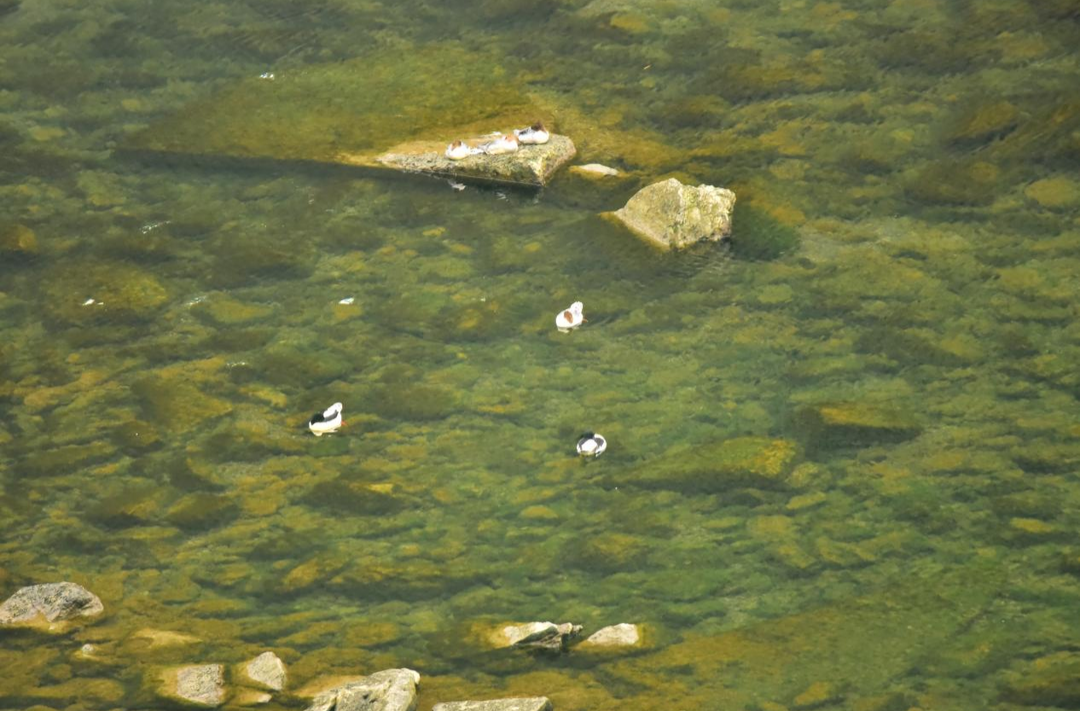 超惊喜！保靖酉水国家湿地公园中华秋沙鸭种群数量翻番