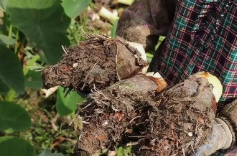 江永香芋俏销年货季