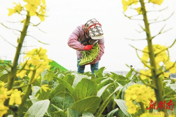 新田：人勤春早@湖南日报图片新闻