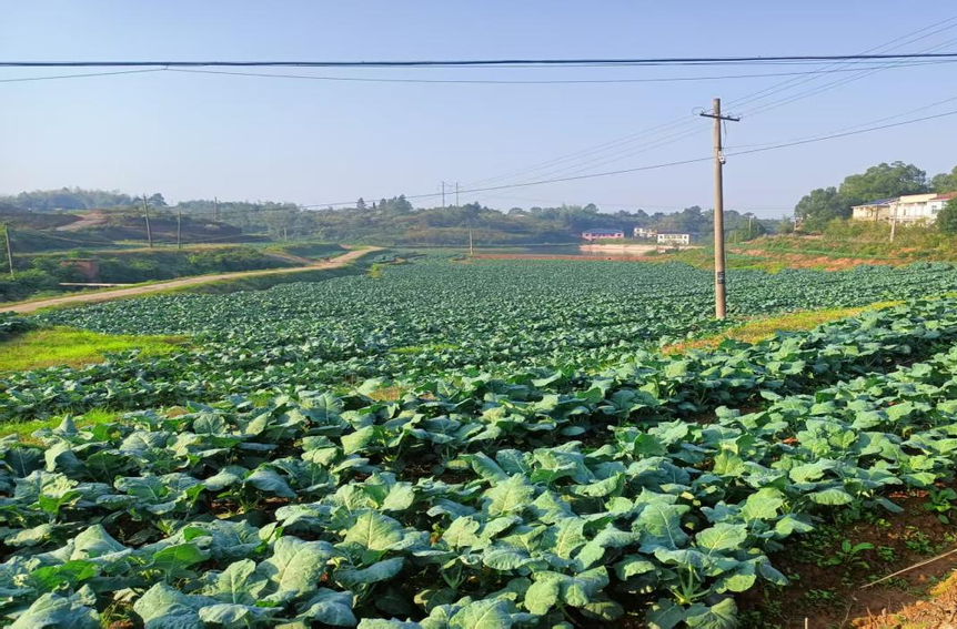 渌口区：党建引领“联村共建”，小西兰花“链”起乡村振兴大格局