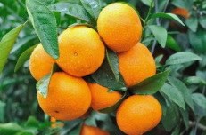 冷水滩沃柑成致富“黄金果”