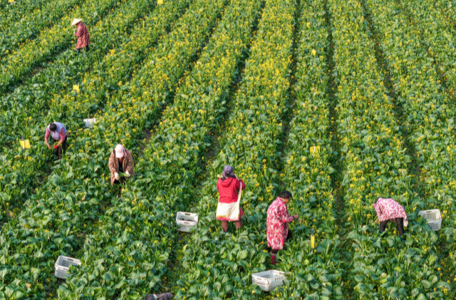 全国第一！湖南建成11个国家级农业优势特色产业集群