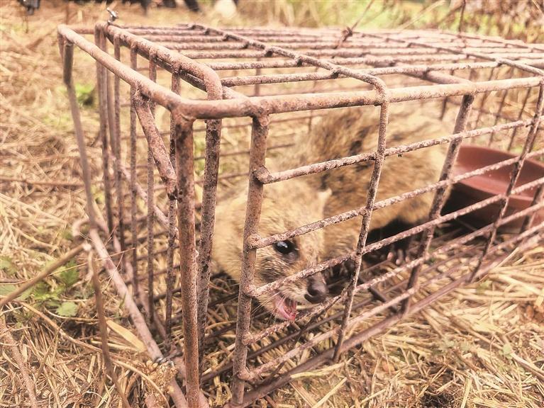 桂阳县救助放生国家一级保护动物小灵猫