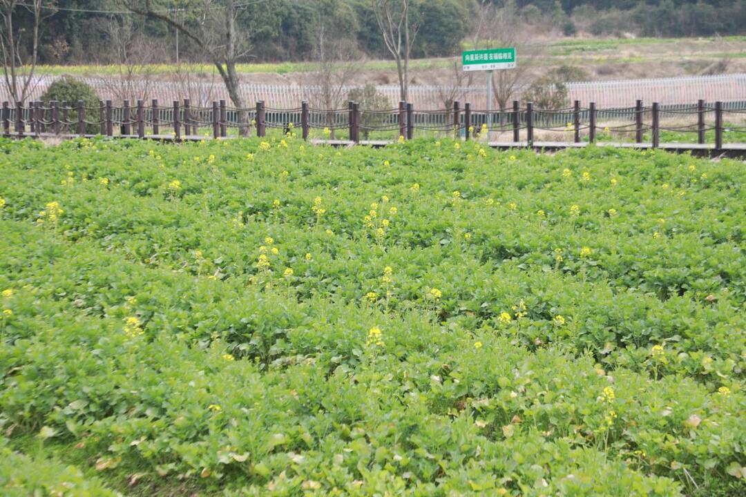 福临的“金色请柬”正在书写 开春等你来相约