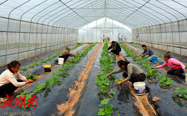 零陵：融合创新结硕果 振兴路上动能强