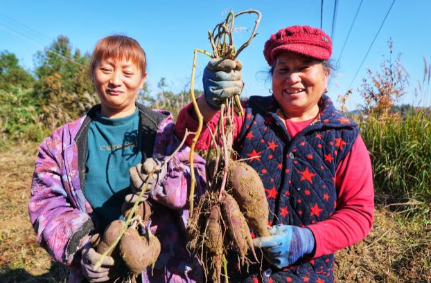 “融产业”撬动“强振兴”——凤凰吉信镇多产融合铺就乡村振兴新图景