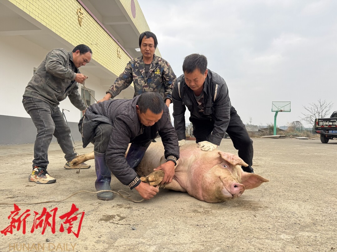 江永：杀年猪 品年味 瑶寨欢喜迎新春