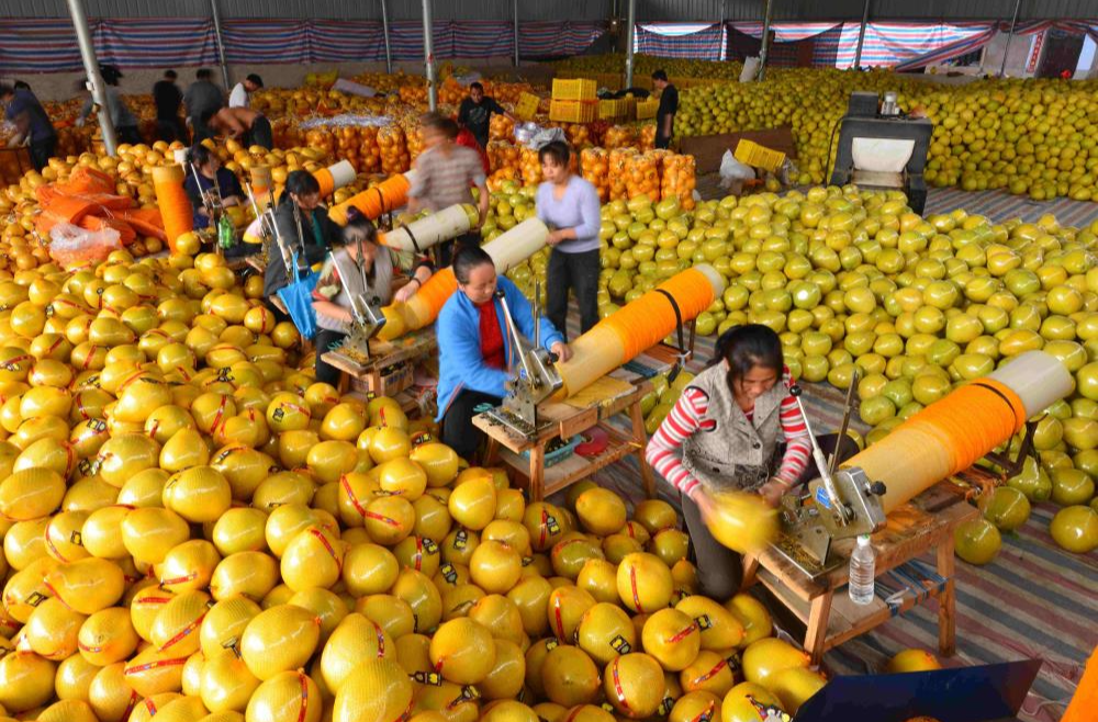 江永：硕果满枝 富民强县