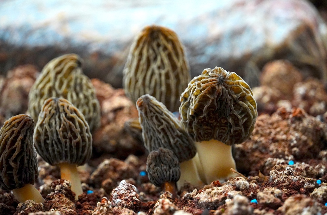 当名贵羊肚菌遇上富硒土壤 宁远县太平镇这一特色种植产业丰产热销