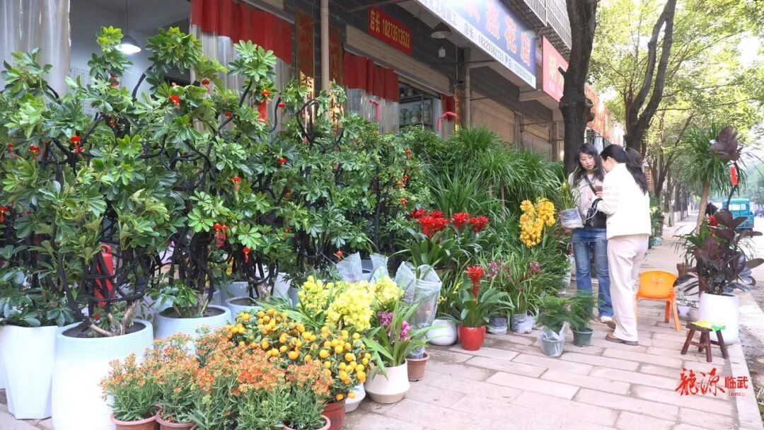 新春走基层丨“三节”叠加年味浓 临武县花市迎来销售旺季