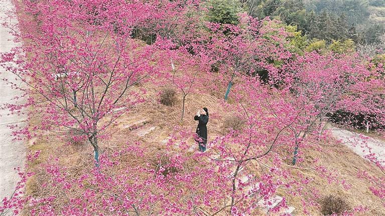 宜章县黄石村樱花谷成乡村旅游新名片