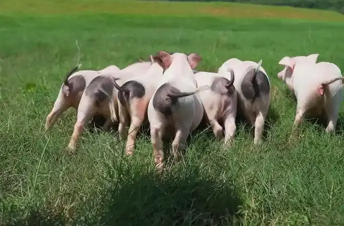 猪中新宠“走南闯北” ——沙子岭猪杂优品种湘岭猪诞生记