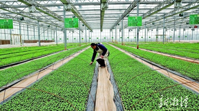 春早人勤育新苗